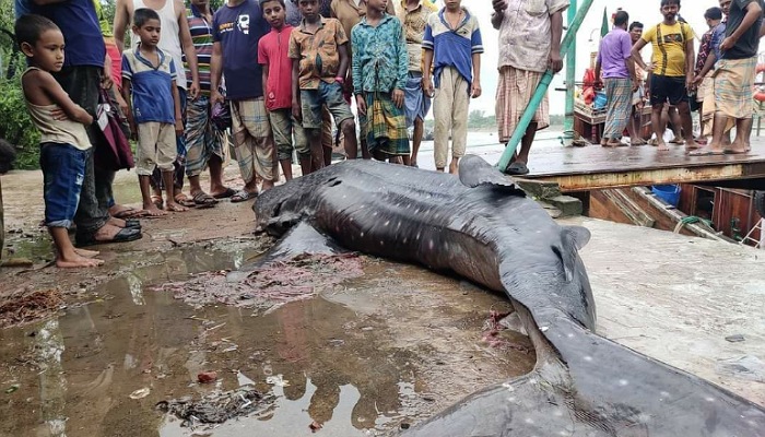 ৪০০ কেজির বিরল মাছ নিয়ে বাঁশখালীতে হইচই